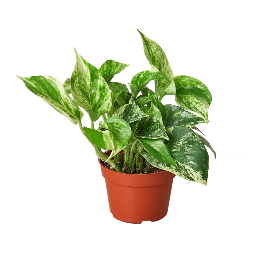 pothos-marble-queen-4-pot