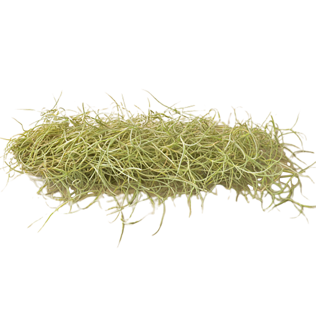 Tillandsia Air Plant Usneoides Spanish Moss