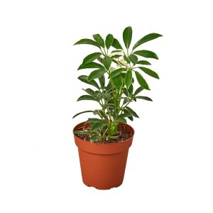 Schefflera Moonlight Umbrella Plant- 4" Pot