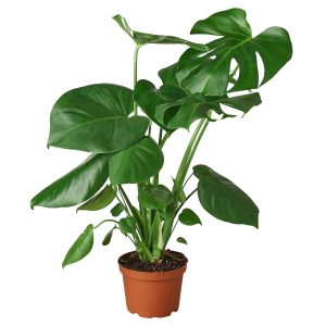 Philodendron Monstera Split-Leaf - 6" Pot
