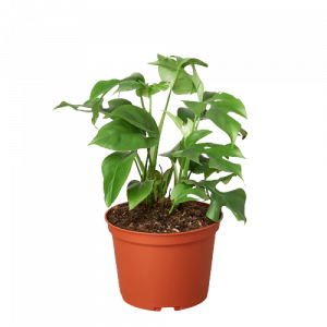 Philodendron Mini Monstera Minima - 6" Pot