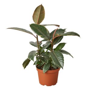 Ficus Elastica 'Tineke' - 6" Nursery Pot