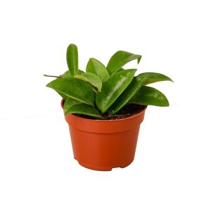 Hoya Carnosa in 4" Nursery Pot