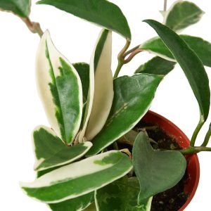Hoya Carnosa 'Tricolor' - 6" Pot