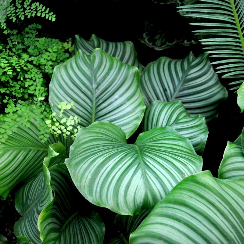 Tropical Indoor Plants